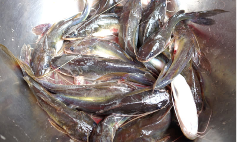 How to Cultivate Catfish