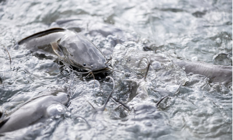 Catfish Cultivation