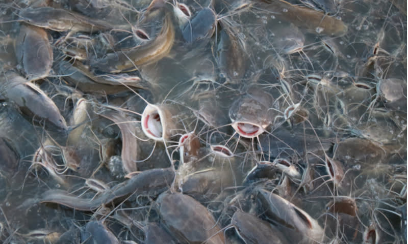 How to Cultivate Catfish